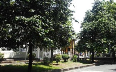 Eboni, Pohon Kayu Istimewa yang Bernilai Tinggi